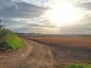 Lovely track thriugh the farmers field towards the woods!
