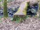 Woodland trail