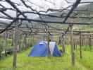 Our tent amongst the vines