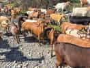 Local goat herder