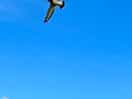 Amazing bird activity