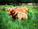 Highland cattle