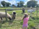 Farm animals