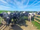The cows in the next field who came to say hello