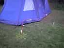 Pitched