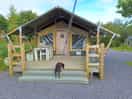 Dog checking out safari huts