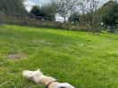 View from pitch, exhausted puppy loving the space!