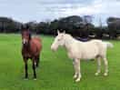 Friendly horses in a field just outside the campsite.