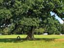 The play tree