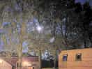 The full moon peaking through the trees on site