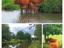 The canal