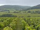 Surrounding vineyards