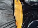 Carp