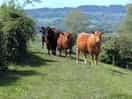 Cows