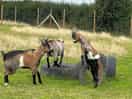 The goats enjoying the sunshine