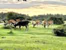 Stags on the common
