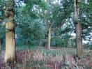 Forest walks