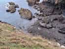 First sighting of seals