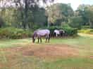 Woke to horses outside the tent