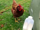 Loved the cheeky chickens!