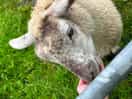Sheep on the farm