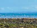 Cei bach beach