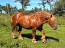 Horse on site