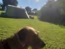 Dog friendly site