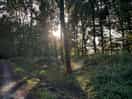 Walking through the adjacent woods