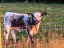 Cute calves