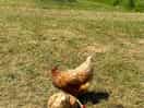 The chickens