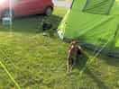 Small tent pitch