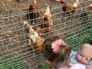 Iittle ones watching the chickens