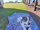 It's a dogs life!