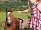 Horses in field.