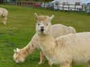 Beautiful alpacas