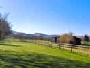 Dog walking