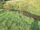 Stream running through the site.