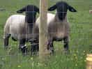 Friendly sheep on site.