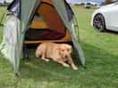 Dogs welcome, plenty of responsible dog owners on my visit.