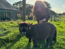 Resident lamb
