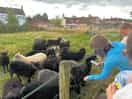 Feeding the lambs.