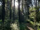 Morning sun shining through the forest