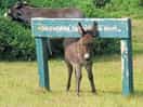Plenty of baby donkeys - an absolute delight!