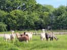 Alpacas at large