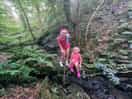 Lil river in the forest
