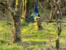 Sneaky peacock having an early morning bimble.