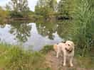 Plenty of walks from campsite for doggies