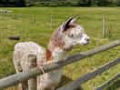 Campsite alpaca