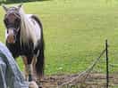 Amazing horses